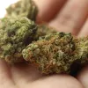 Un antiguo secretario de Podemos denuncia el robo de cuatro kilos de cogollos y acaba arrestado
