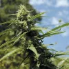 Planta de cannabis