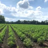 El Departamento de Agricultura de EE UU da 200.000 $ a un grupo de defensa del cáñamo
