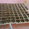 Intervenidos 500 kilos de marihuana a una empresa que fingía comerciar con cáñamo industrial