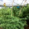 Cae una red que mantenía 372.000 plantas distribuidas en 52 cultivos de varias provincias