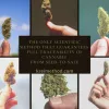 Una empresa de Tarragona patenta un método de rastreo genético para el cannabis
