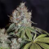 ariedades top ventas de Spanish Seeds, gratis junto con la revista #276