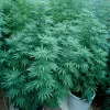 Las hojas de las plantas se mantienen frescas gracias a la transpiración. 