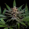 BCN Critical XXL Fem de Seedstockers