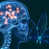 El 8% de los pacientes alemanes con párkinson usa cannabis según una encuesta