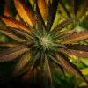 Alg·A·Mic de Biobizz: el superalimento para las plantas