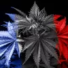 El 80% de los participantes de una encuesta voluntaria en Francia está a favor de regular el cannabis