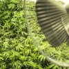 Cómo lograr una buena ventilación en tu armario de cultivo