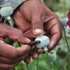 El Gobierno de México estudia la regulación de los cultivos de opio