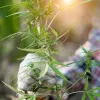 La Autoridad del Tabaco de Tailandia se asocia con la Farmacéutica del Gobierno para producir cannabis 