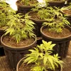 La fertilización foliar es muy adecuada para plantas en crecimiento.