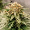 HARLEQUEEN THC FREE