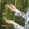 El Ministerio de Agricultura publica una nota sobre el cultivo de cáñamo 