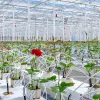 De la Rosa al Cannabis, el proyecto de transformación del mayor invernadero de Europa trae problemas