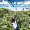 Curaleaf compra Emmac y se hace con una licencia para producir cannabis medicinal en España