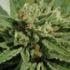  Un cogollo medicinal de calidad, listo para la cosecha.