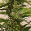 Esta hembra fue fumigada con STS cuando ya estaba empezando a florecer, por eso tiene flores hembra junto a las flores macho.