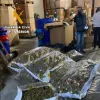 Detenida una banda que producía hachís autóctono en Alicante, dirigida por narco preso