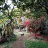 El alma del venado Por Marc Caellas