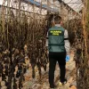 Tres años de cárcel y multa de 1,9 millones de euros para un agricultor de cáñamo industrial 