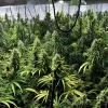 En cuartos de cultivo grandes, el VPD es la mejor forma de controlar que las condiciones medioambientales sean óptimas. 