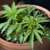 17.000 personas se han registrado en Argentina para poder cultivar o usar cannabis medicinal