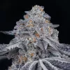 Velvet Moon Green House Seed Company