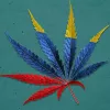 El proyecto de regulación del cannabis en Colombia supera el primer debate en el Congreso 