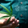 El Parlamento de República Checa vota para triplicar el THC permitido en el cáñamo industrial