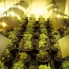 ‘Scrubbing’: una idea contra el olor en el cuarto de cultivo 