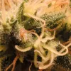 Manual de cata cannábica gourmet: la clasificación de los aromas y sabores del cannabis