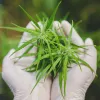 El Constitucional de Costa Rica da luz verde a la ley de cannabis medicinal 