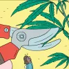 Siete técnicas para podar las plantas en interior