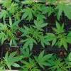 Tierra y macetas: lo que debes saber 
