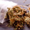 Un club de cannabis de Ibiza denuncia un registro de la policía sin orden judicial