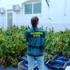 España es incapaz de destruir toda la marihuana que incauta