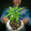 Argentina aprueba la ley del cáñamo industrial y medicinal