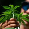 La Suprema Corte de México falla contra los usuarios de cannabis 