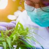La universidad de Nueva York impartirá una formación sobre el cannabis 