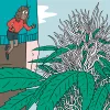 Diez trucos para dominar la floración 