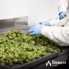 Linneo Health 