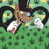 El fraude de JuicyFields genera nuevas estafas secundarias a su sombra 