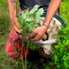Colombia bate récords históricos en producción de cocaína y cultivos de coca 
