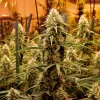 Mejora la producción del ‘indoor’ 