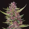 All Gas OG
