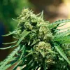 Las raíces del cannabis: el secreto bajo tierra 