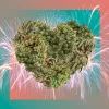 El cannabis mejora el sexo y facilita los orgasmos según un nuevo estudio