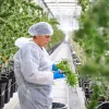 Portugal ya tiene 34 empresas con licencias de cannabis medicinal