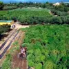 Imagen aérea de una de las plantaciones ilegales de marihuana en el Camp de Tarragona.